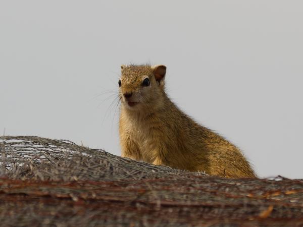 Geelpooteekhoorn (Paraxerus cepapi)